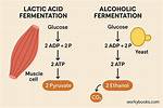 When Does Fermentation Occur