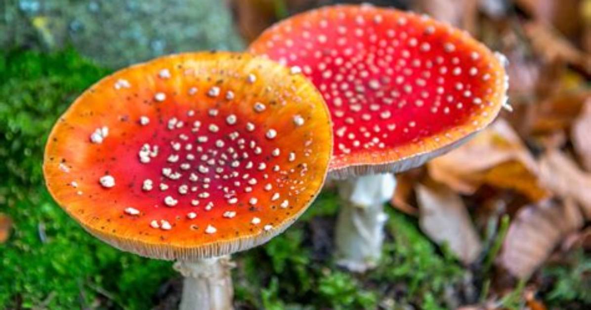 When Does Fly Agaric Bloom?