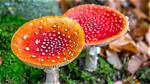 When Does Fly Agaric Bloom?