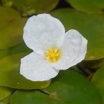 When Does Frogbit Flower?