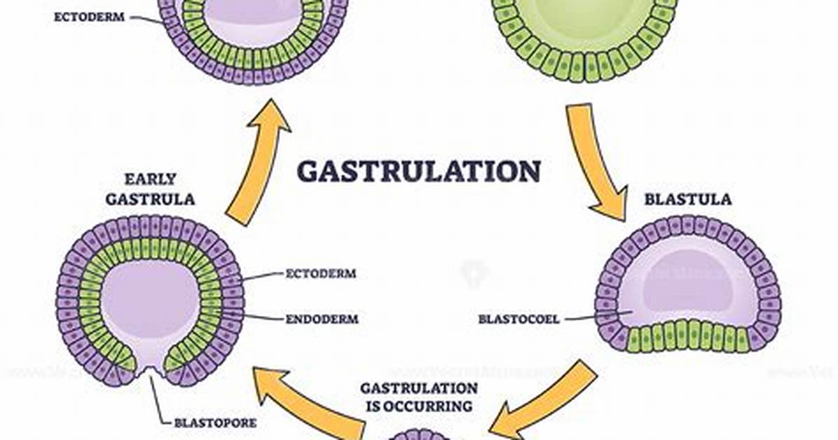 When Does Gastrulation Occur?