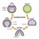 When Does Gastrulation Occur?