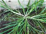 When Does Goosegrass Germinate?
