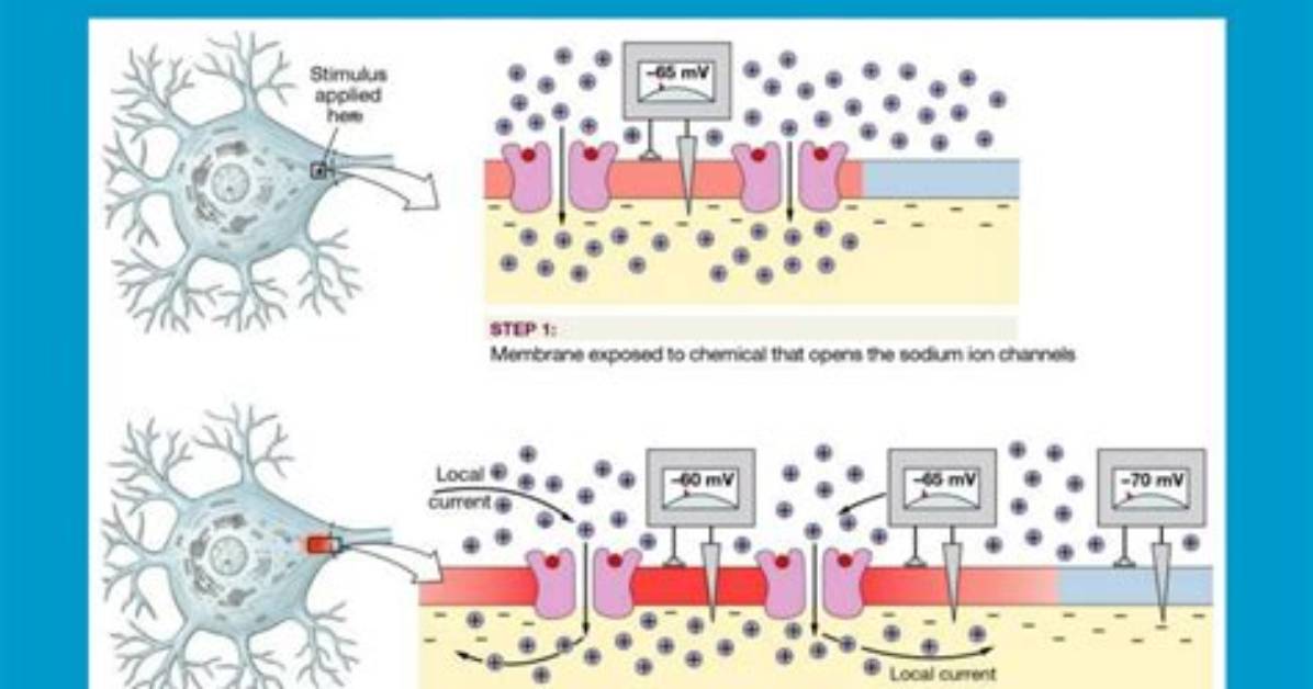 When Does Graded Potential Occur?