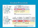 When Does Graded Potential Occur?