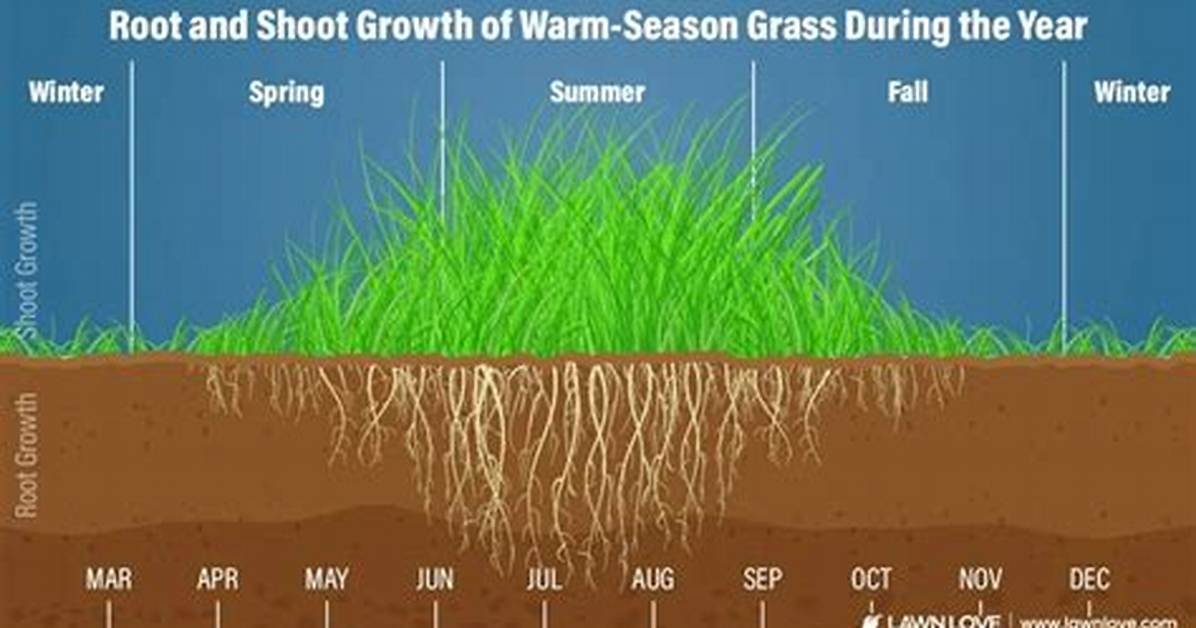 When Does Grass Stop Growing
