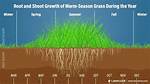 When Does Grass Stop Growing