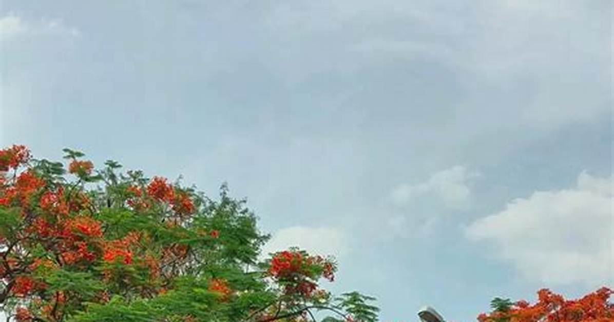When Does Gulmohar Bloom?