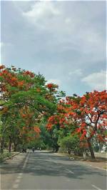 When Does Gulmohar Bloom?