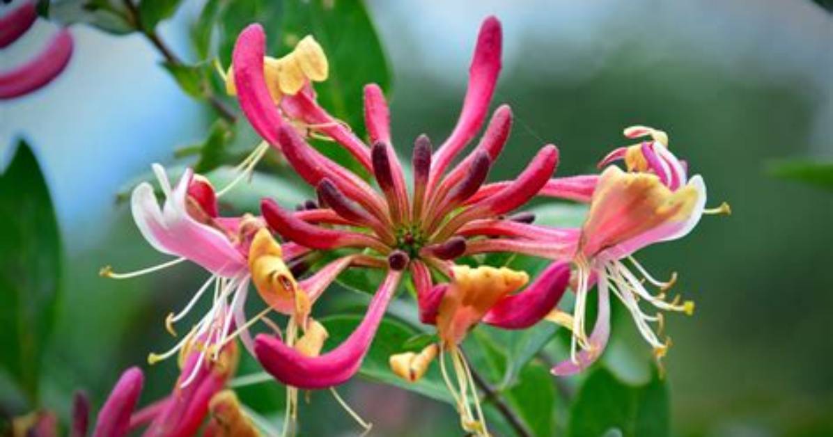 When Does Honeysuckle Flower?