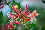 When Does Honeysuckle Flower?