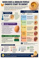 When Does Incubation Start?