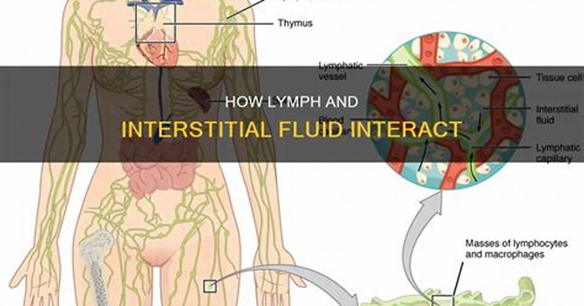 When Does Interstitial Fluid Become Lymph?