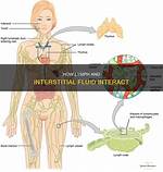 When Does Interstitial Fluid Become Lymph?