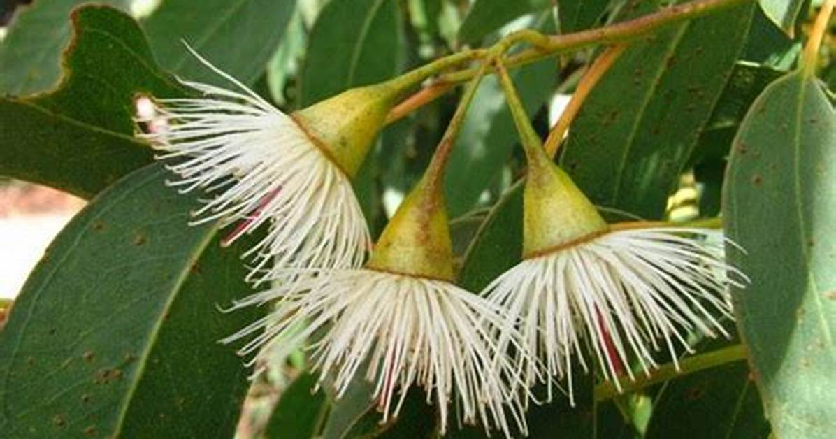 When Does Ironbark Flower?