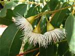 When Does Ironbark Flower?