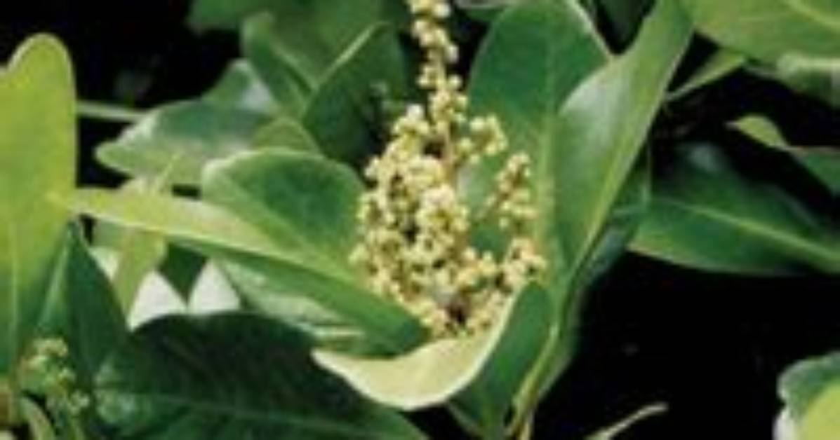 When Does Karaka Flower?
