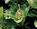 When Does Karaka Flower?
