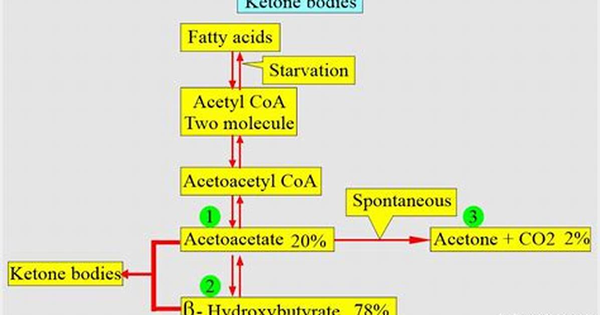 When Does Ketonuria Occur?