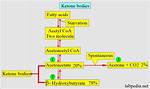 When Does Ketonuria Occur?