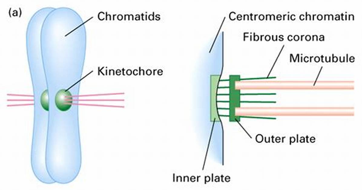 When Does Kinetochore Form?