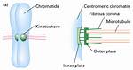 When Does Kinetochore Form?