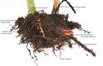 When Does Knotweed Germinate?