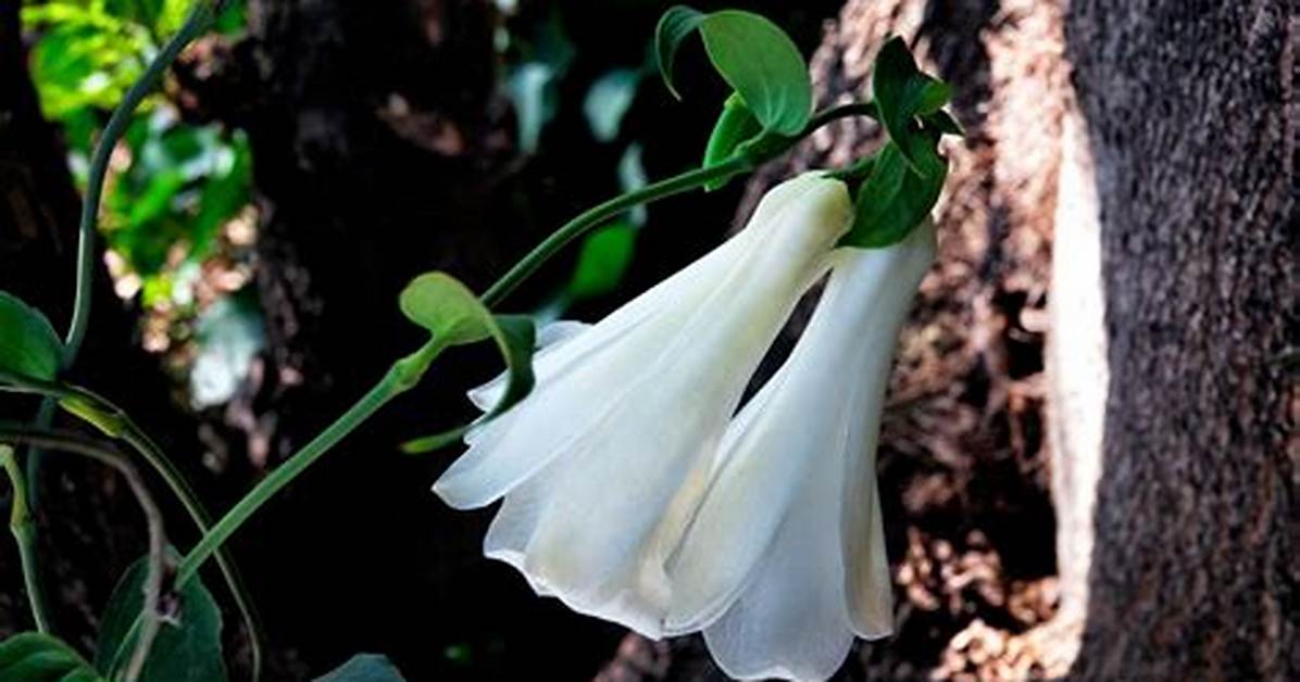 When Does Lapageria Flower?