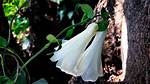 When Does Lapageria Flower?