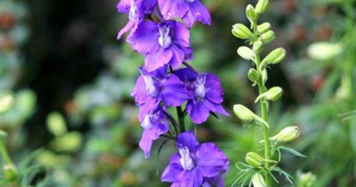 When Does Larkspur Bloom?