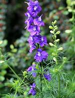When Does Larkspur Bloom?