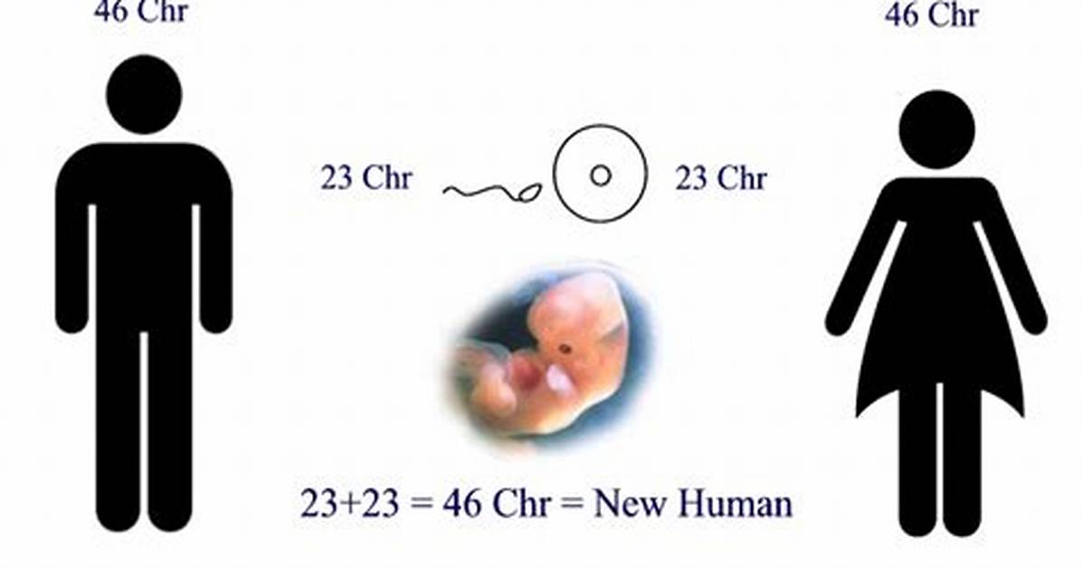 When Does Life Begin Biologically?