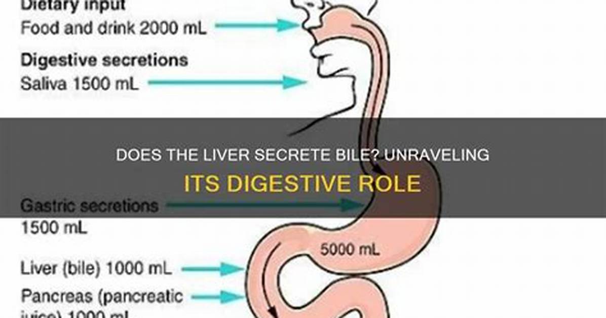 When Does Liver Secrete?