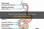 When Does Liver Secrete?