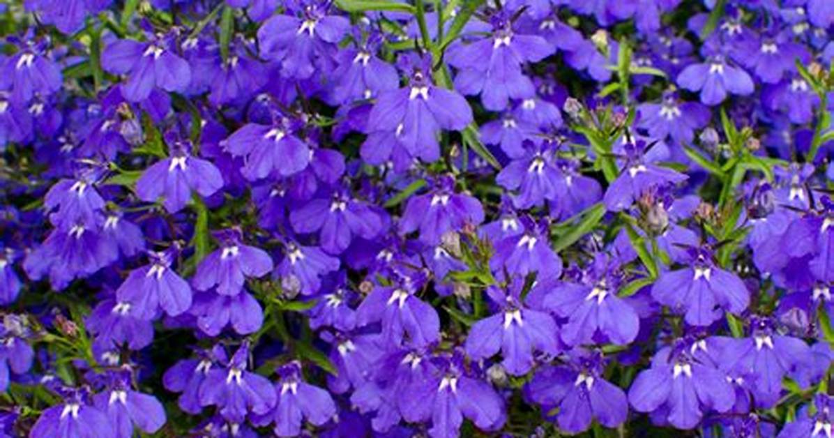 When Does Lobelia Bloom?