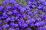 When Does Lobelia Bloom?