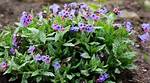 When Does Lungwort Bloom?