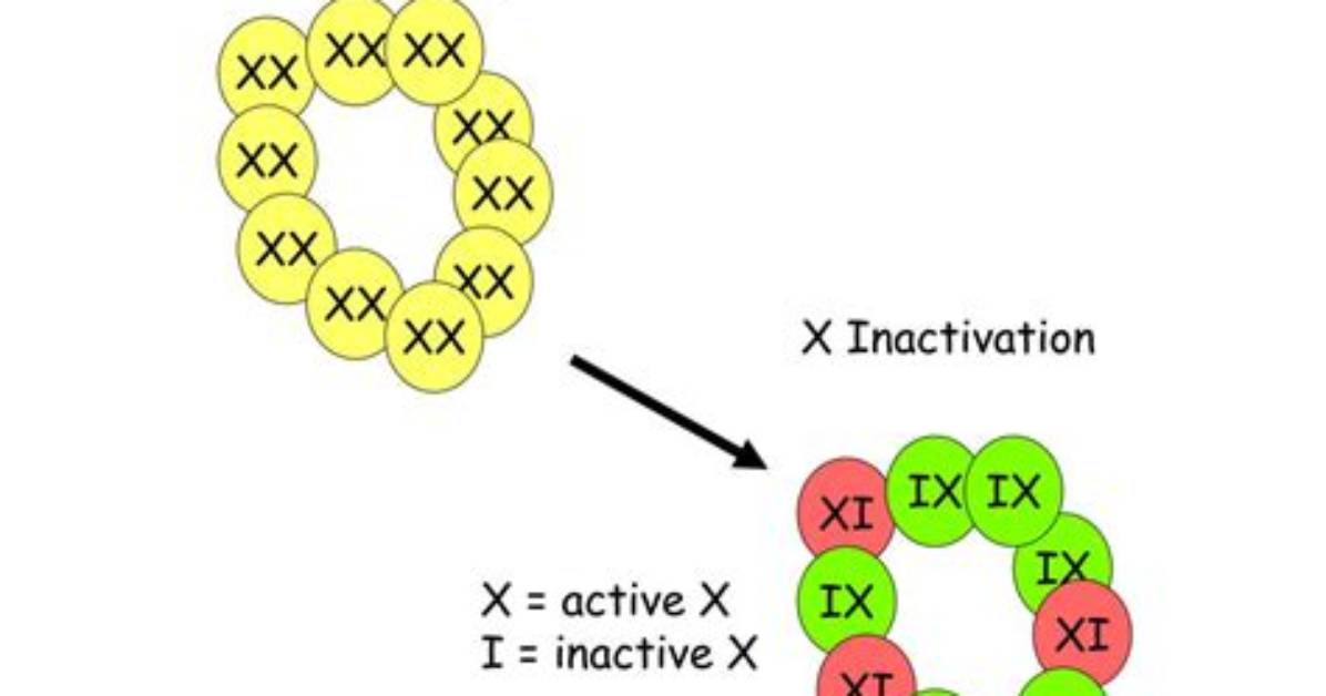When Does Lyonization Occur?
