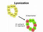 When Does Lyonization Occur?