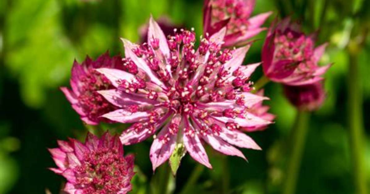 When Does Masterwort Bloom?