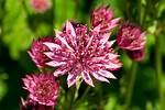 When Does Masterwort Bloom?