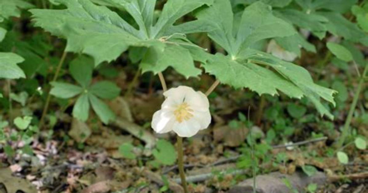 When Does Mayapple Bloom?