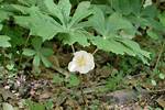 When Does Mayapple Bloom?