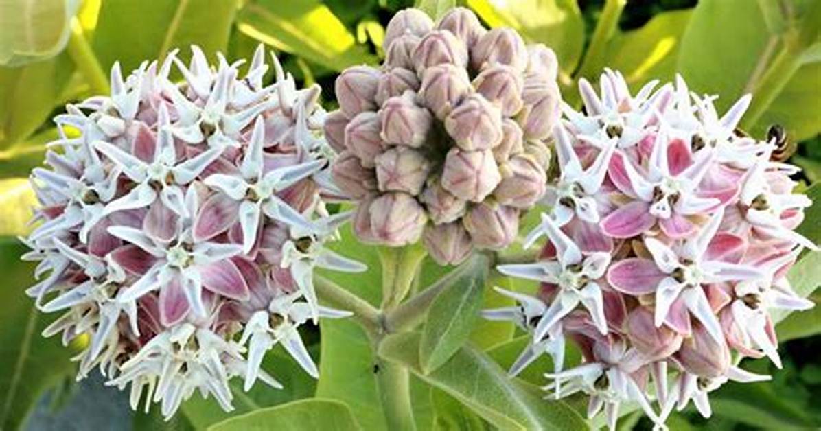 When Does Milkweed Bloom?