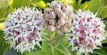 When Does Milkweed Bloom?