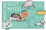 When Does Mite Mean?