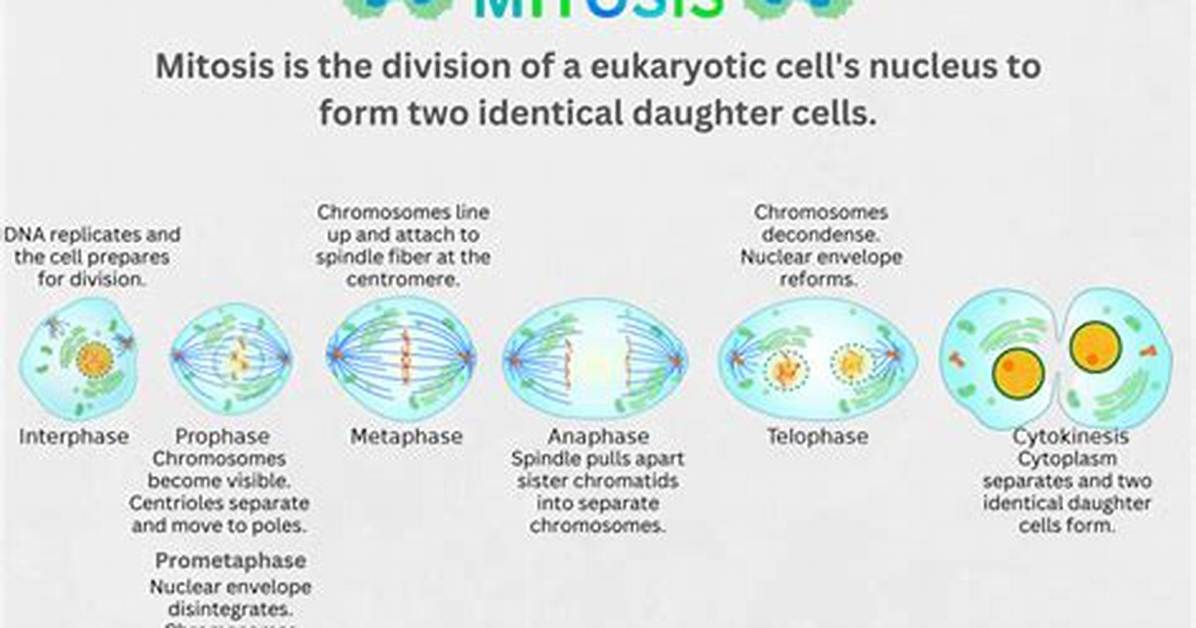 When Does Mitosis Occur