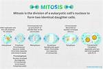 When Does Mitosis Occur
