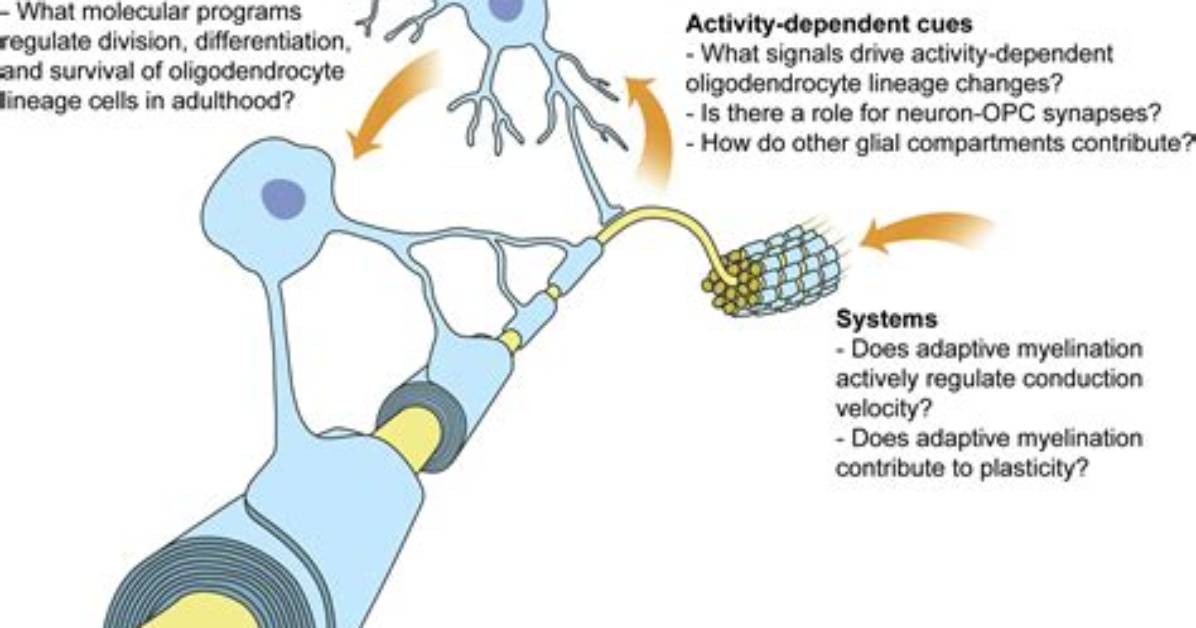 When Does Myelination Occur?