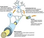 When Does Myelination Occur?